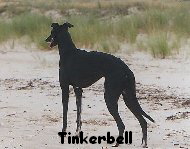 Tinkerbell