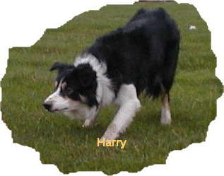 Harry


